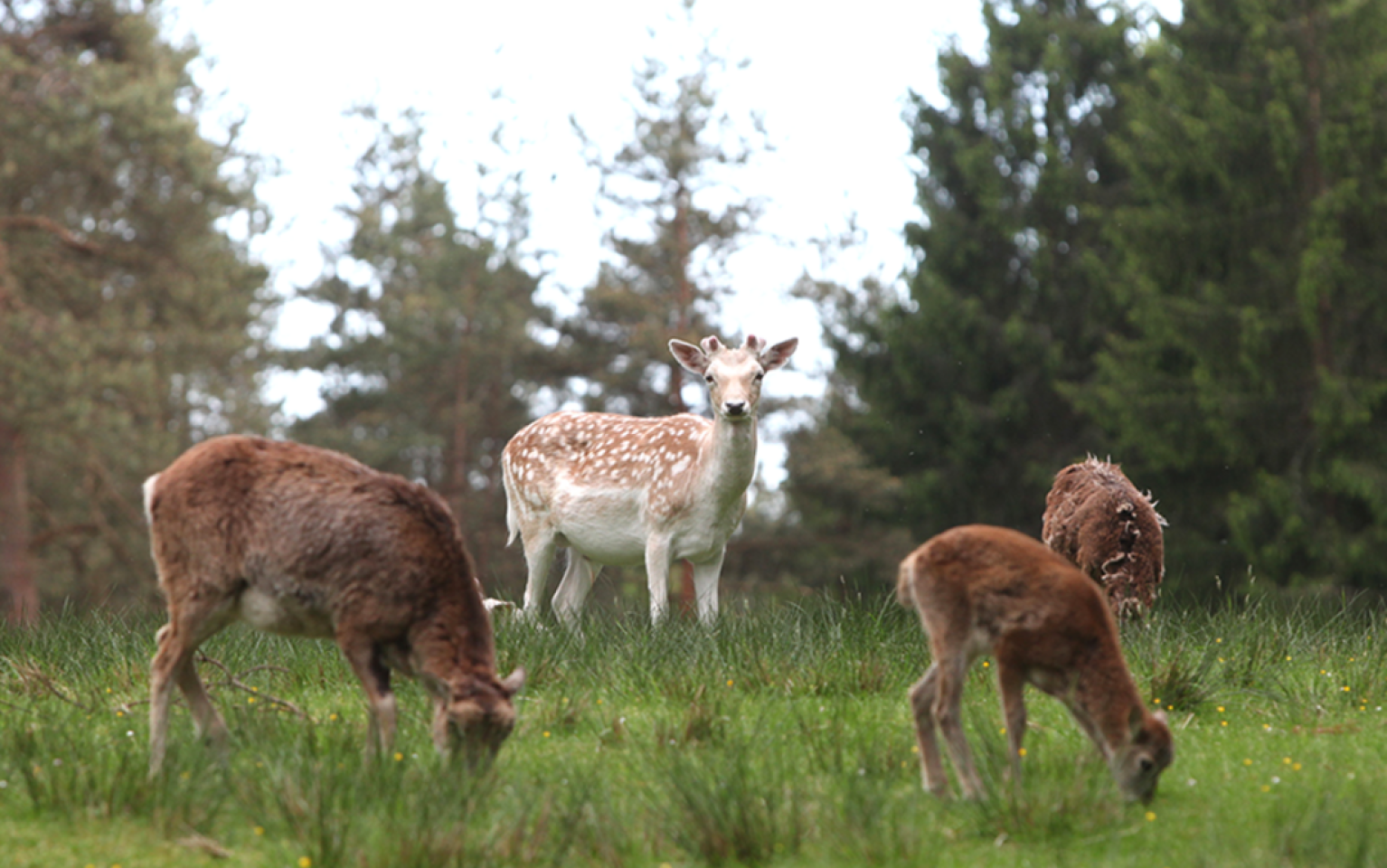 Rehe